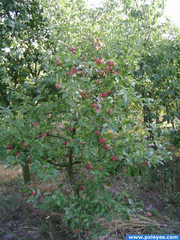 Apple tree in September